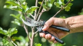 Potature e Abbattimento Alberi a Melegnano e comuni limitrofi - Area Verde
